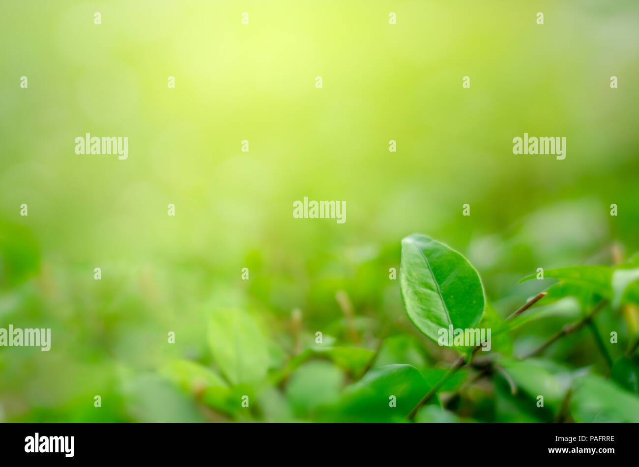 Blatter Blur Frische Grune Gras Flacher Dof Naturlichen Grunen Pflanzen Landschaft Als Hintergrund Oder Wallpaper Stockfotografie Alamy