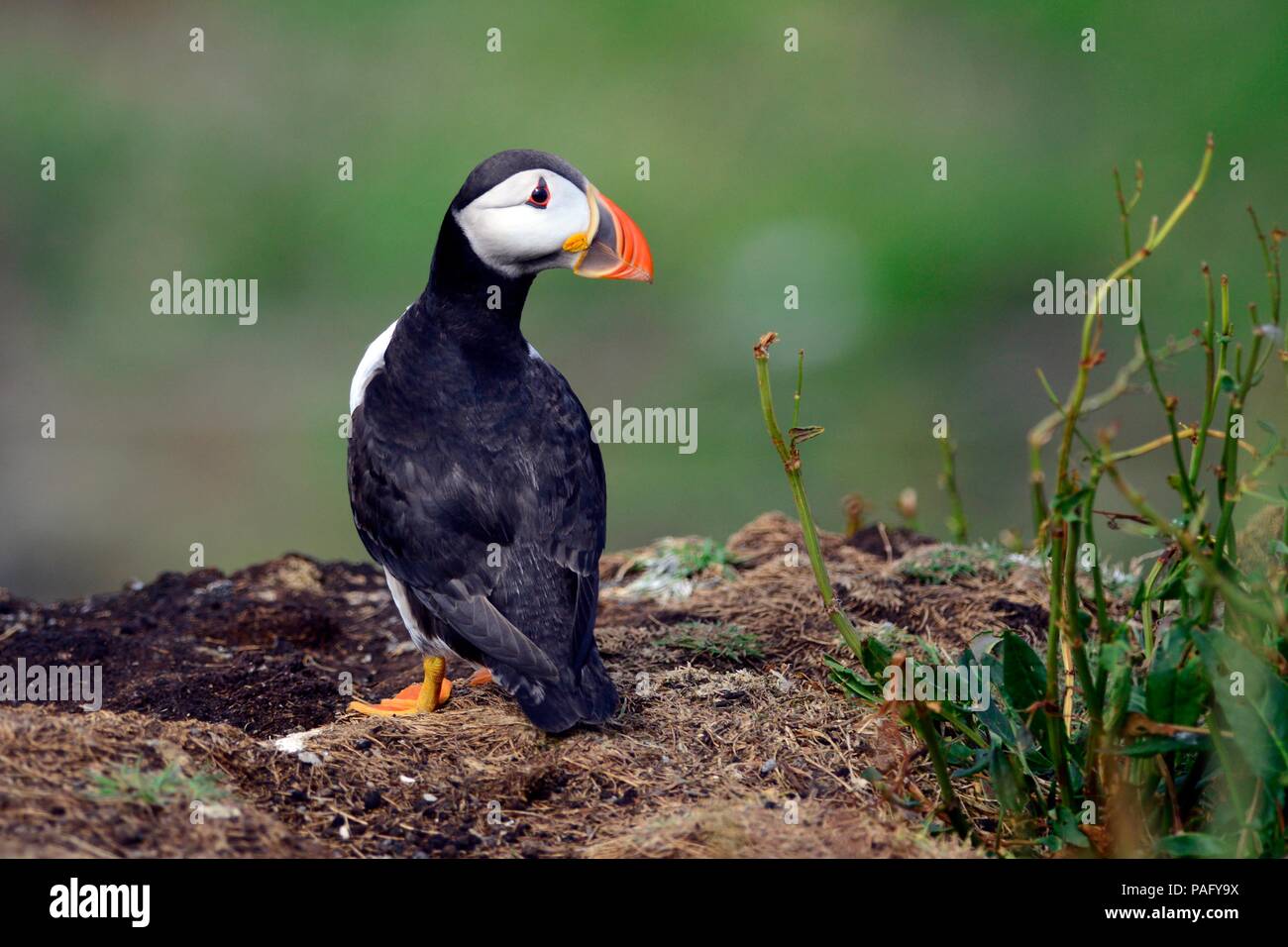 Puffins auf der Isle of Mai Stockfoto