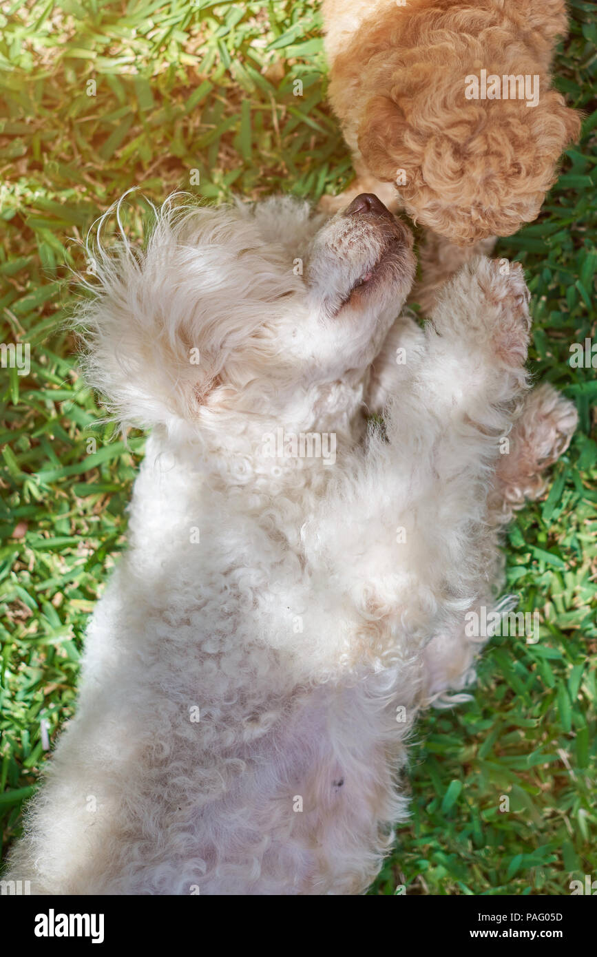 Spielen Pudel hunde Festlegung auf grünem Gras Hintergrund Stockfoto