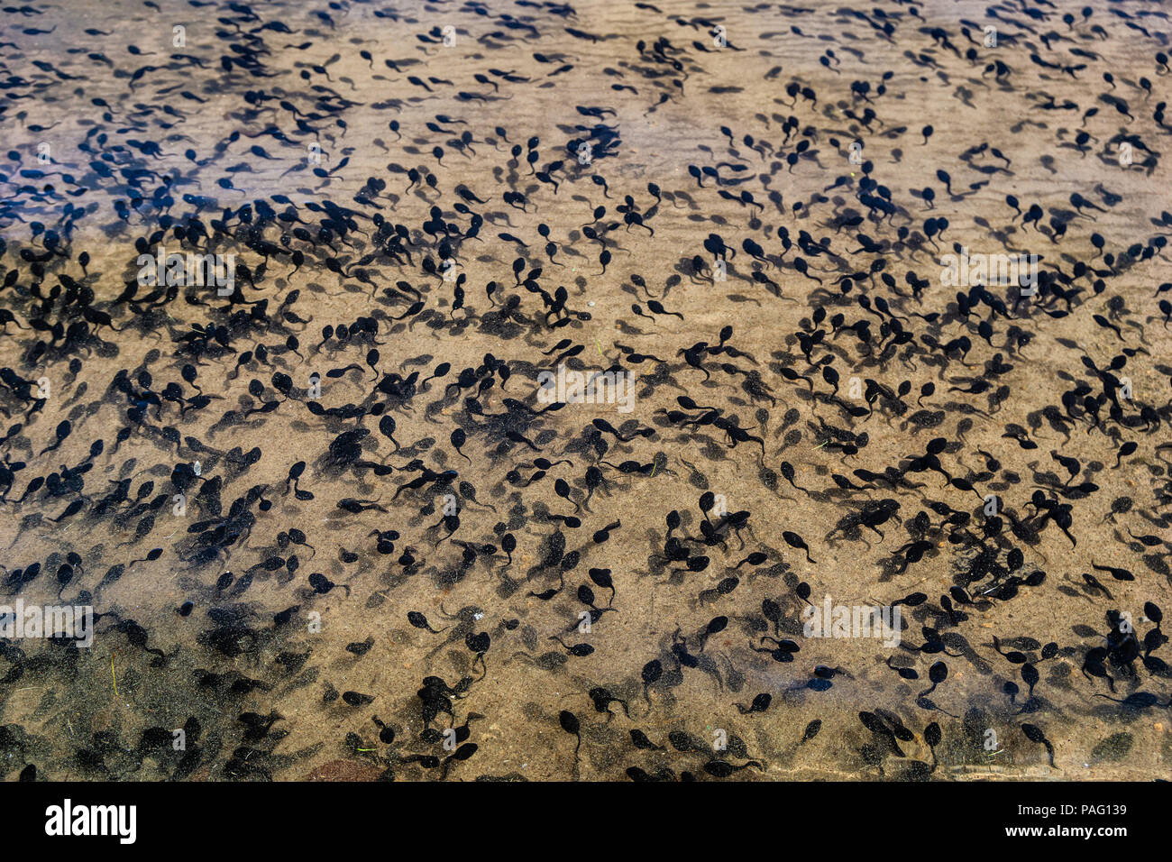 Hunderte von kaulquappen Schwimmen unter Wasser am Ufer des Frog Lake, Oregon, USA. Stockfoto