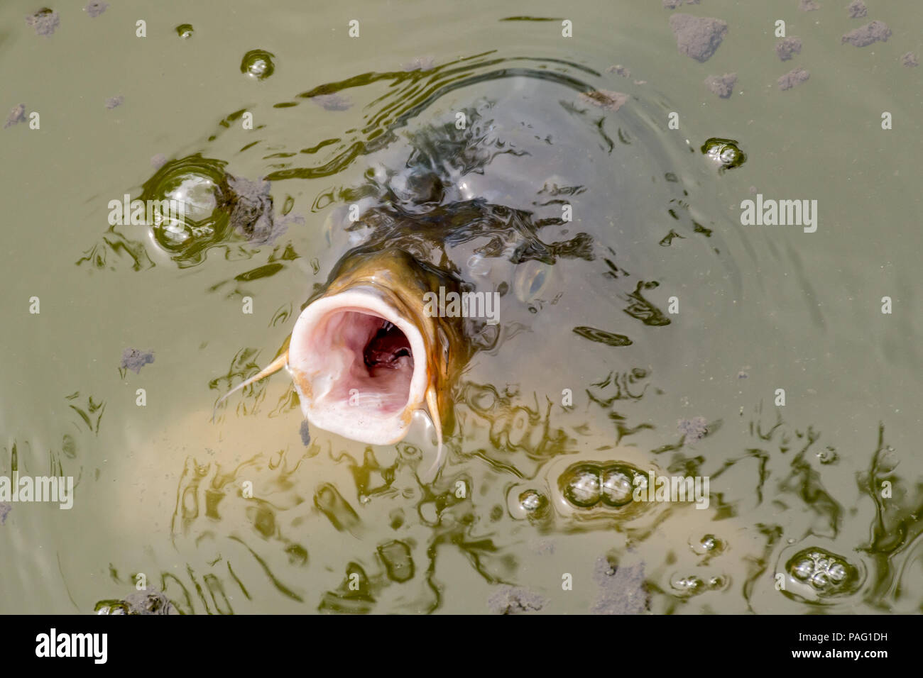 Karpfen mit Mund weit das aus dem Wasser im Teich in der