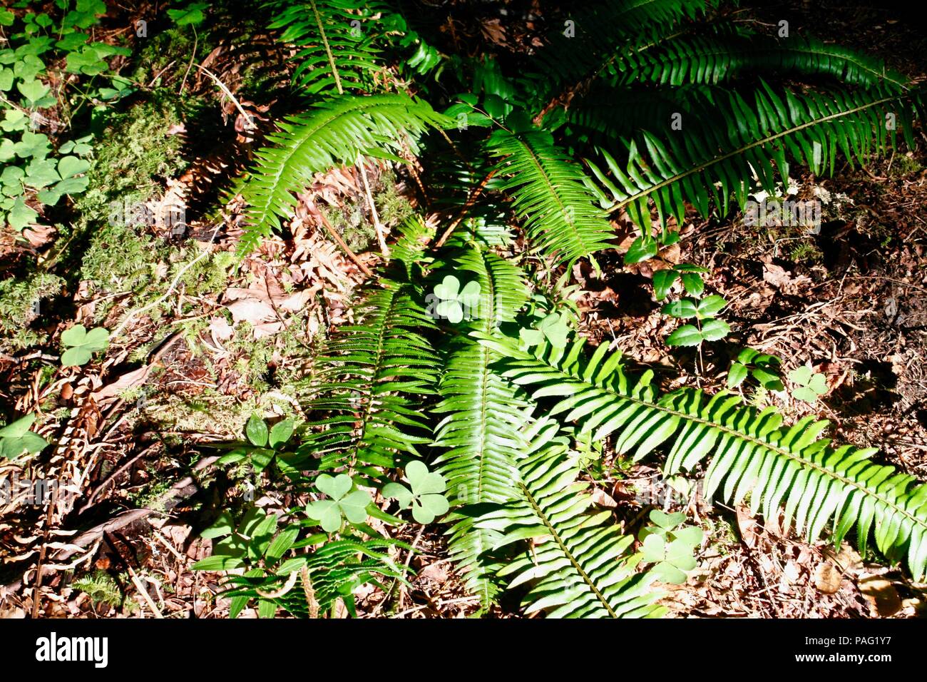 Farne mit Kleeblatt in Wald Einstellung Stockfoto