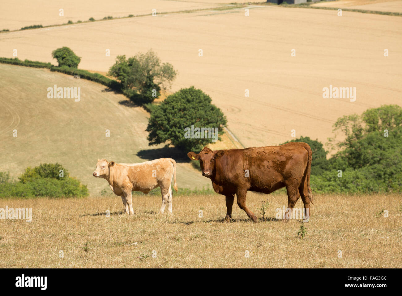 Rinder in einem Feld von getrocknetem Gras während Großbritannien 2018 Hitzewelle. Wiltshire England UK GB. 22.7.2018 Stockfoto