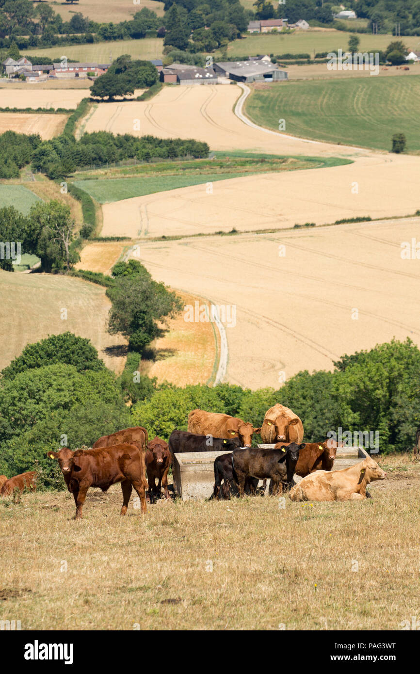 Vieh um einen Wassertrog während der Hitzewelle 2018 UK durch trockenes Gras umgeben. Wiltshire England UK GB. 22.7.2018 Stockfoto