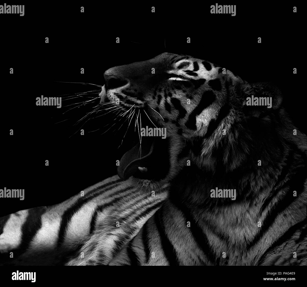 Wutend Knurren Tiger Schwarz Und Weiss Auf Schwarzem Hintergrund Stockfotografie Alamy