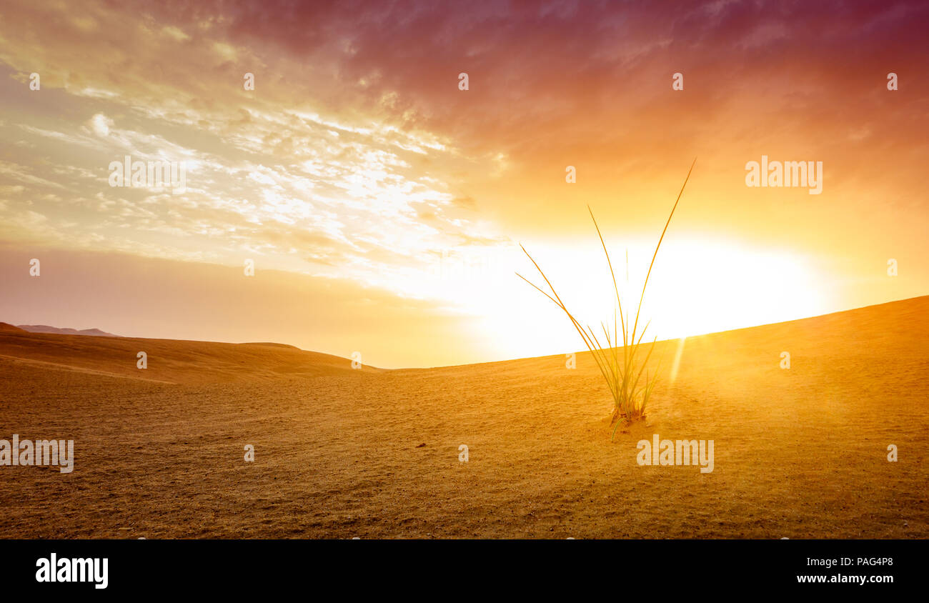 Gras wächst in den Sand in der Wüste in der Nähe von Al Ain, VAE Stockfoto