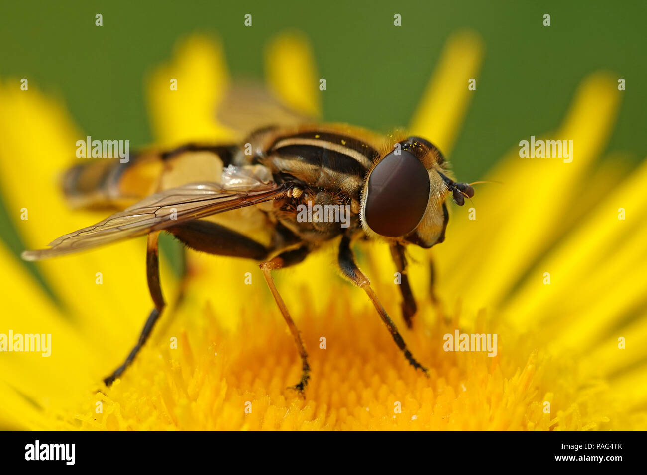 Große tiger Hoverfly auf eine Pflanze in ihrem Lebensraum in Dänemark sitzen Stockfoto