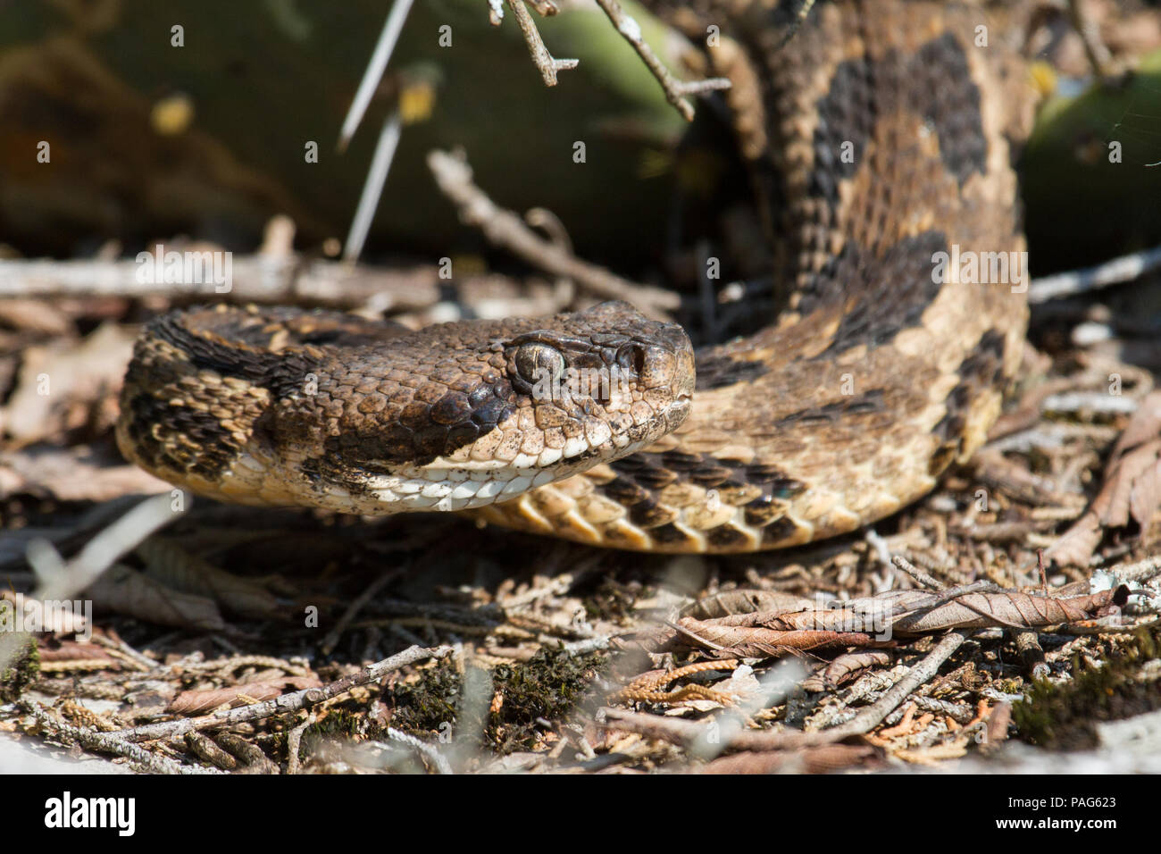 Eine Nahaufnahme einer Klapperschlange, Crotalus horridus, zeigt Hitze sendernde Gruben und Nasenlöcher. Stockfoto