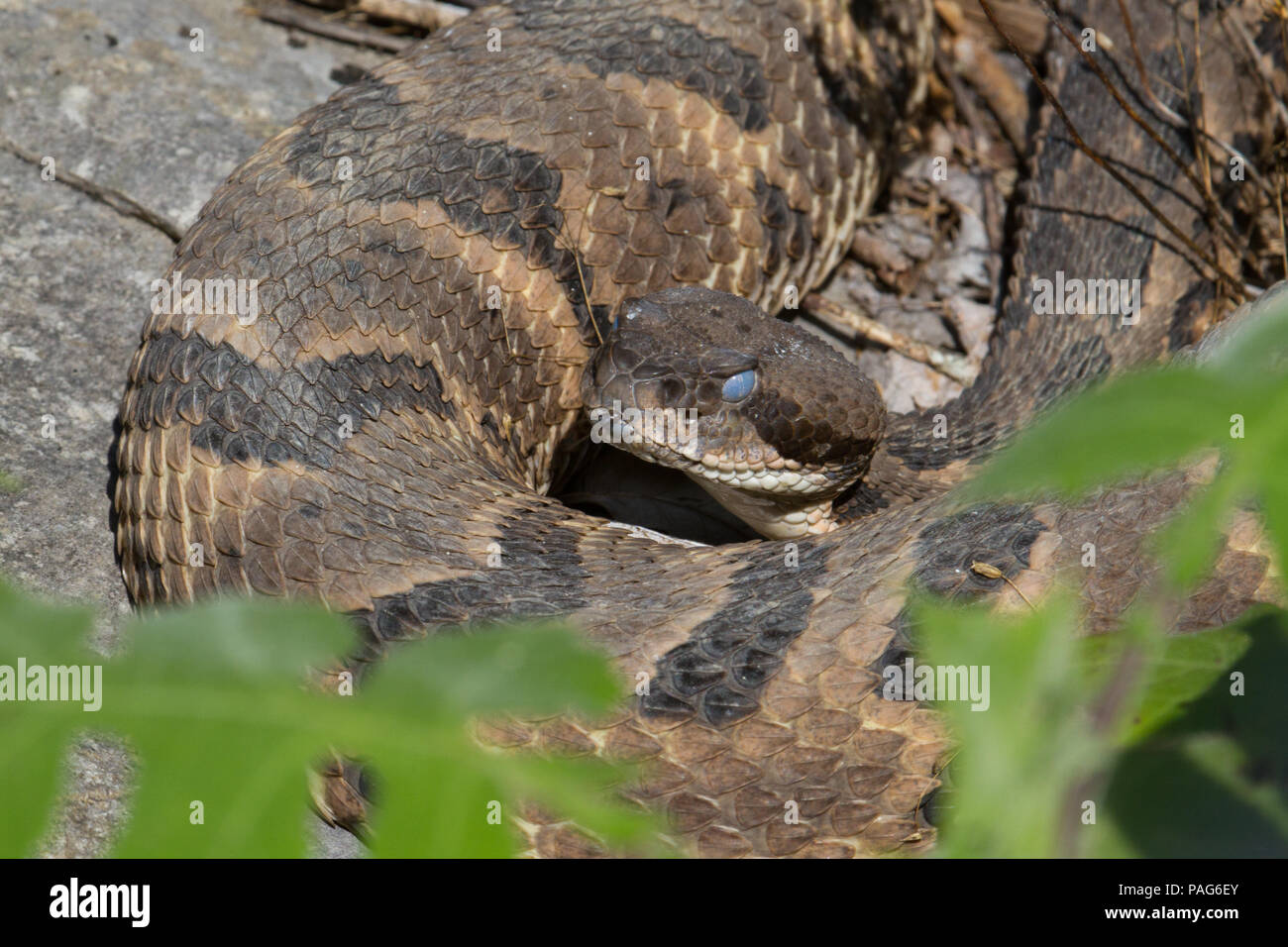 Eine Rohrbremse Klapperschlange, Crotauls horridus, kurz vor der Mauser. Stockfoto