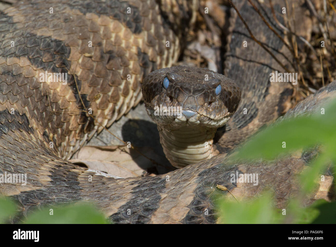 Eine Klapperschlange, Crotalus horridus, kurz vor der Mauser. Stockfoto