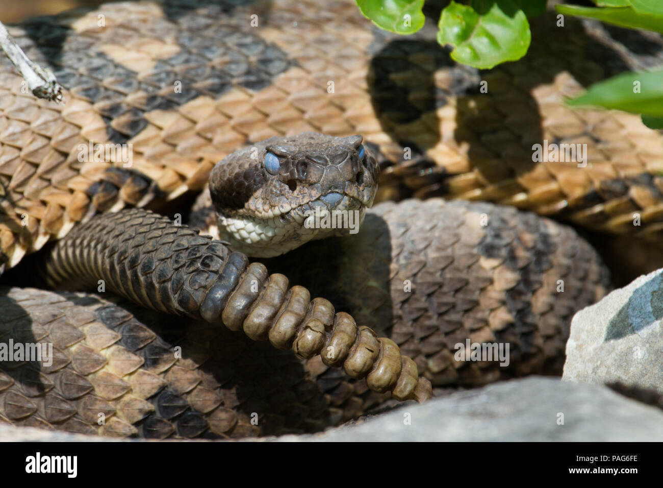 Eine Nahaufnahme einer Klapperschlange, Crotalus horridus, die kurz vor der Mauser steht und Kopf und Rasseln zeigt. Stockfoto
