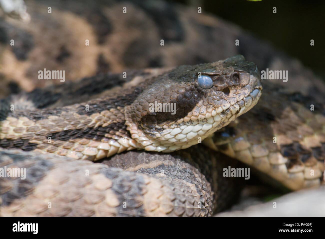 Nahaufnahme einer Klapperschlange, Crotalus horridus, zeigt Hitze sendernde Gruben. Stockfoto