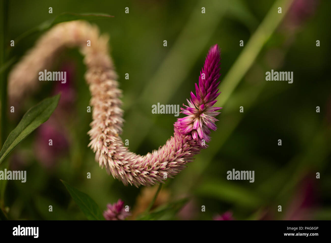 Celosia argentea, oder gefleckte Hahnenkamm, in einer leuchtend rosa Farbe wächst in einem Sommergarten in Washington, DC, USA. Stockfoto