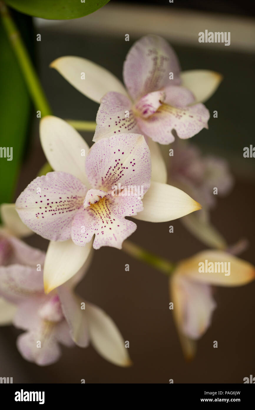 Caulocattleya Chantilly spitze Twinkle Orchidee. Stockfoto