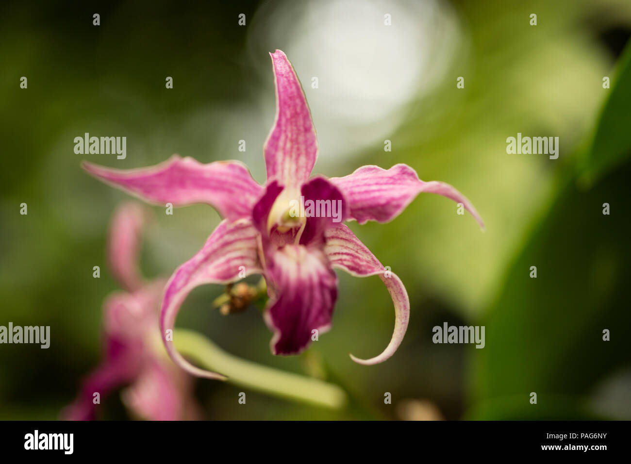 Dendrobium Sherry Abe Orchidee in verschiedenen Myzina. Stockfoto