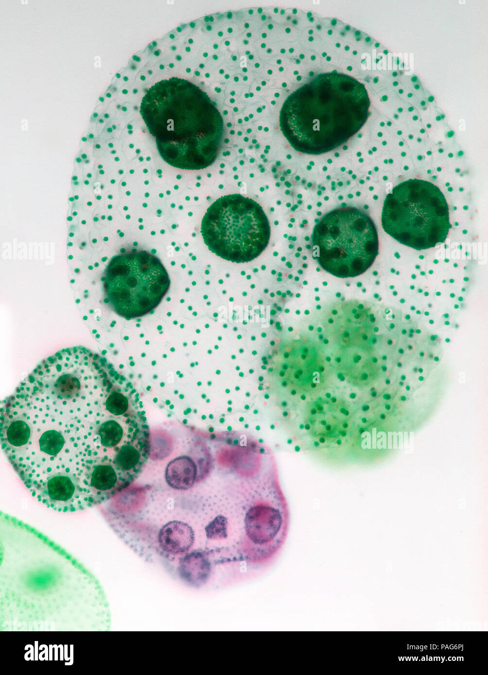 Volvox ein polyphyletic Gattung von chlorophyte grüne Algen Stockfoto
