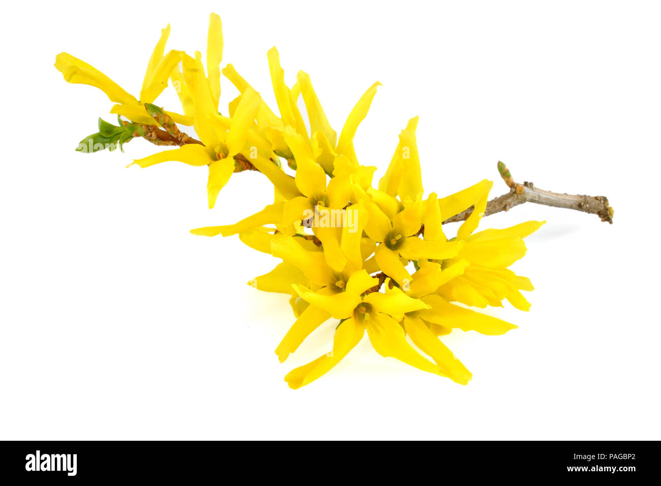 Forsythien Blumen isoliert auf weißem Hintergrund Stockfoto