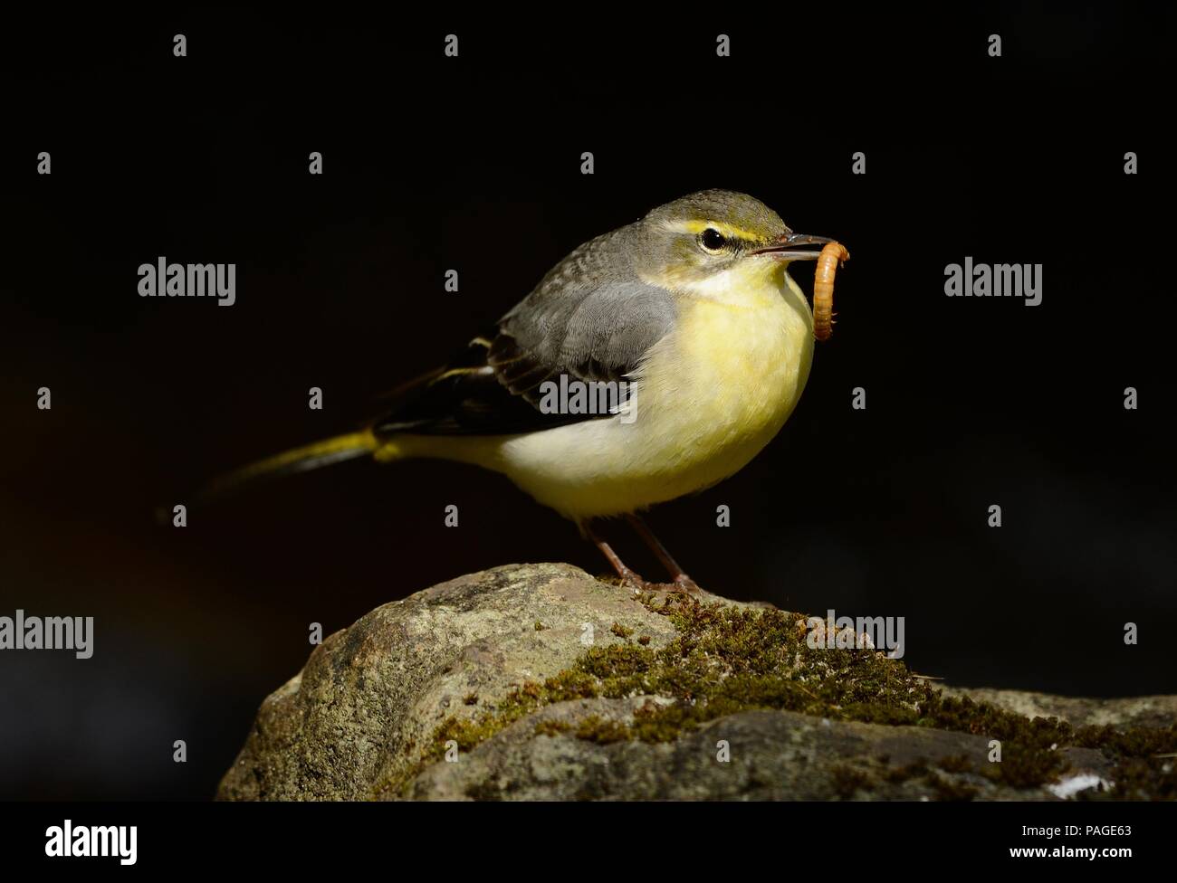 schöne Gebirgsstelze (Motacilla Cinerea) im thailändischen Wald Stockfoto