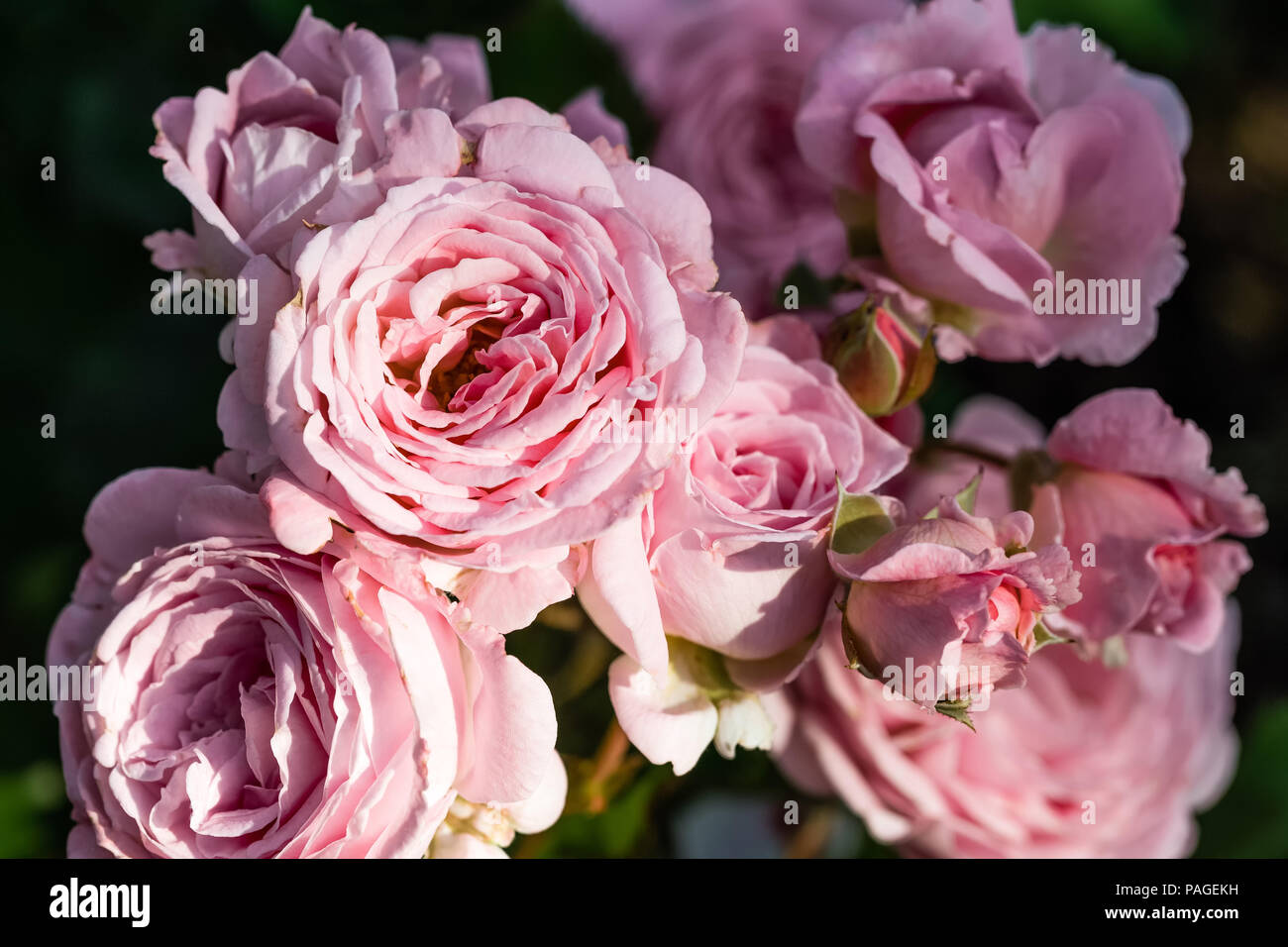 Blühende Rose im Garten an einem sonnigen Tag. Rose Gentle Hermione. Stockfoto