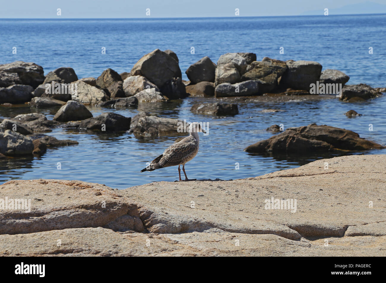 Möwe im Meer - Insel Giglio Stockfoto