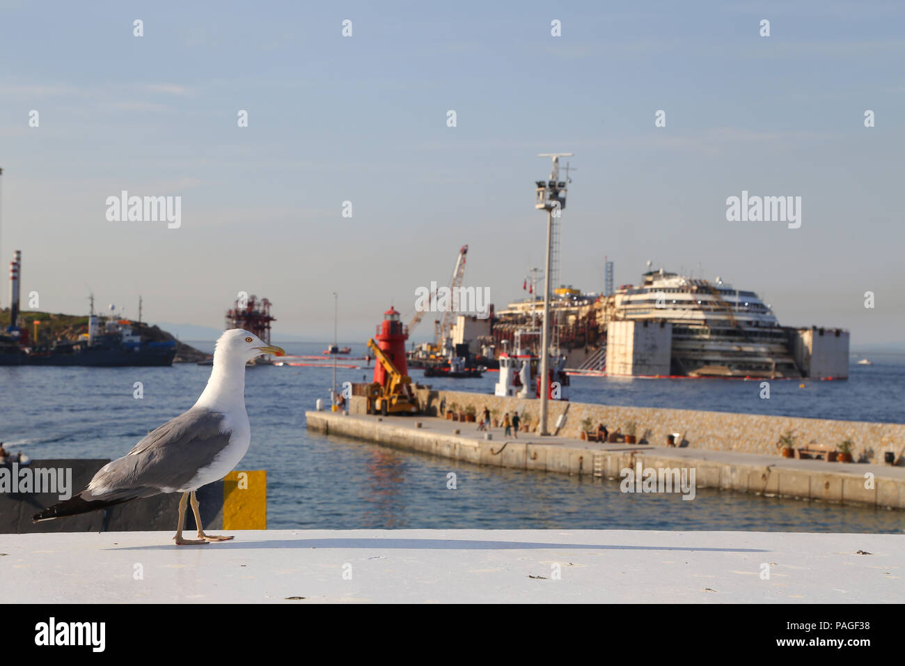 Möwe mit Costa Concordia im Hintergrund Stockfoto