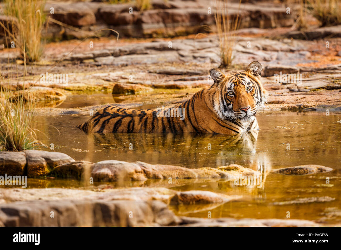 Weibliche Bengal Tiger (Panthera tigris) in Ruhe entspannen, Kühlung im Wasser in der heißen Trockenzeit, Ranthambore Nationalpark, Rajasthan, Nordindien Stockfoto