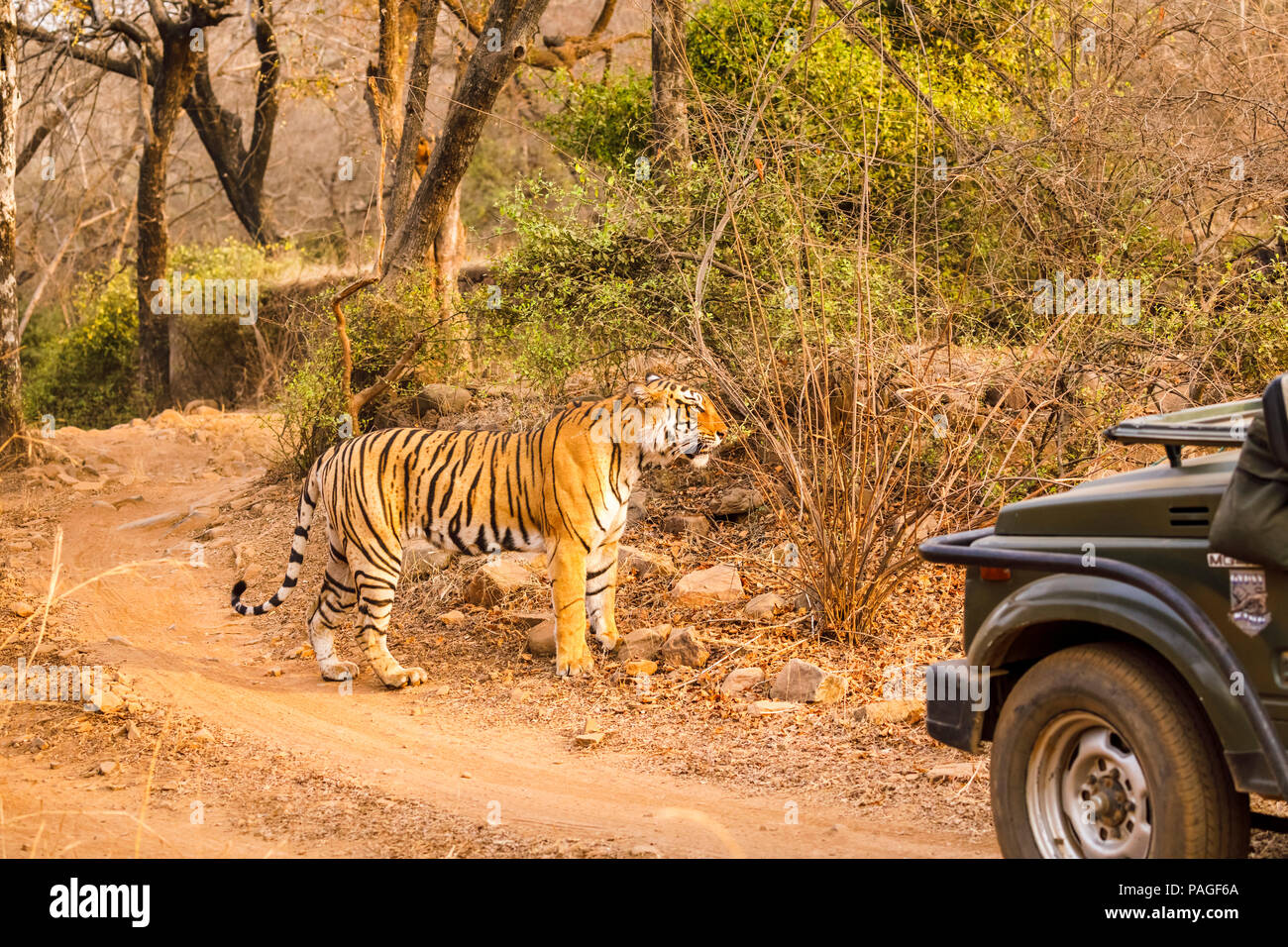 Weibliche Bengal Tiger (Panthera tigris) stehen auf einer Strecke von einem Touristen Safari Jeep (Zigeuner), Ranthambore Nationalpark, Rajasthan, Nordindien Stockfoto
