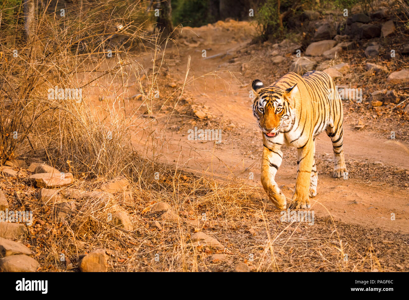 Weibliche Bengal Tiger (Panthera tigris) entlang einer Spur überqueren der Straße, Ranthambore Nationalpark, Rajasthan, Nordindien, trockene Jahreszeit Stockfoto