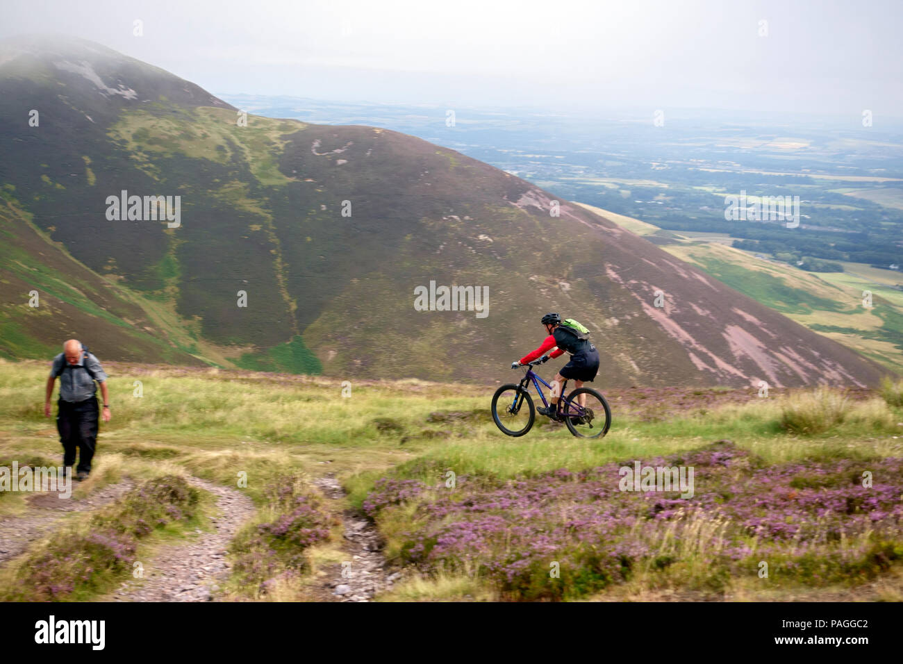 Midlothian, UK. 22. Juli 2018. Ein Mountainbiker rennen hinter einem Hügel Walker knapp unter dem Gipfel des Verbrühen. Die gelben Gras und sehr trockener Boden ist Beweis für die außergewöhnlich trockene Sommer. Credit: PictureScotland/Alamy leben Nachrichten Stockfoto