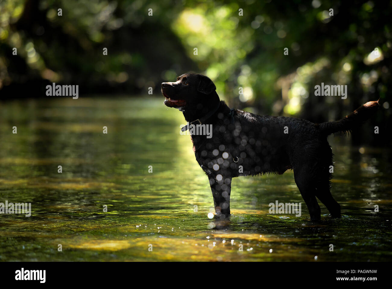 London, Großbritannien. 18. März, 2018: Ein Chocolate Labrador Abkühlung in Beverley Bach an Wimbledon Common, London, UK. Credit: Ashley Western/Alamy leben Nachrichten Stockfoto