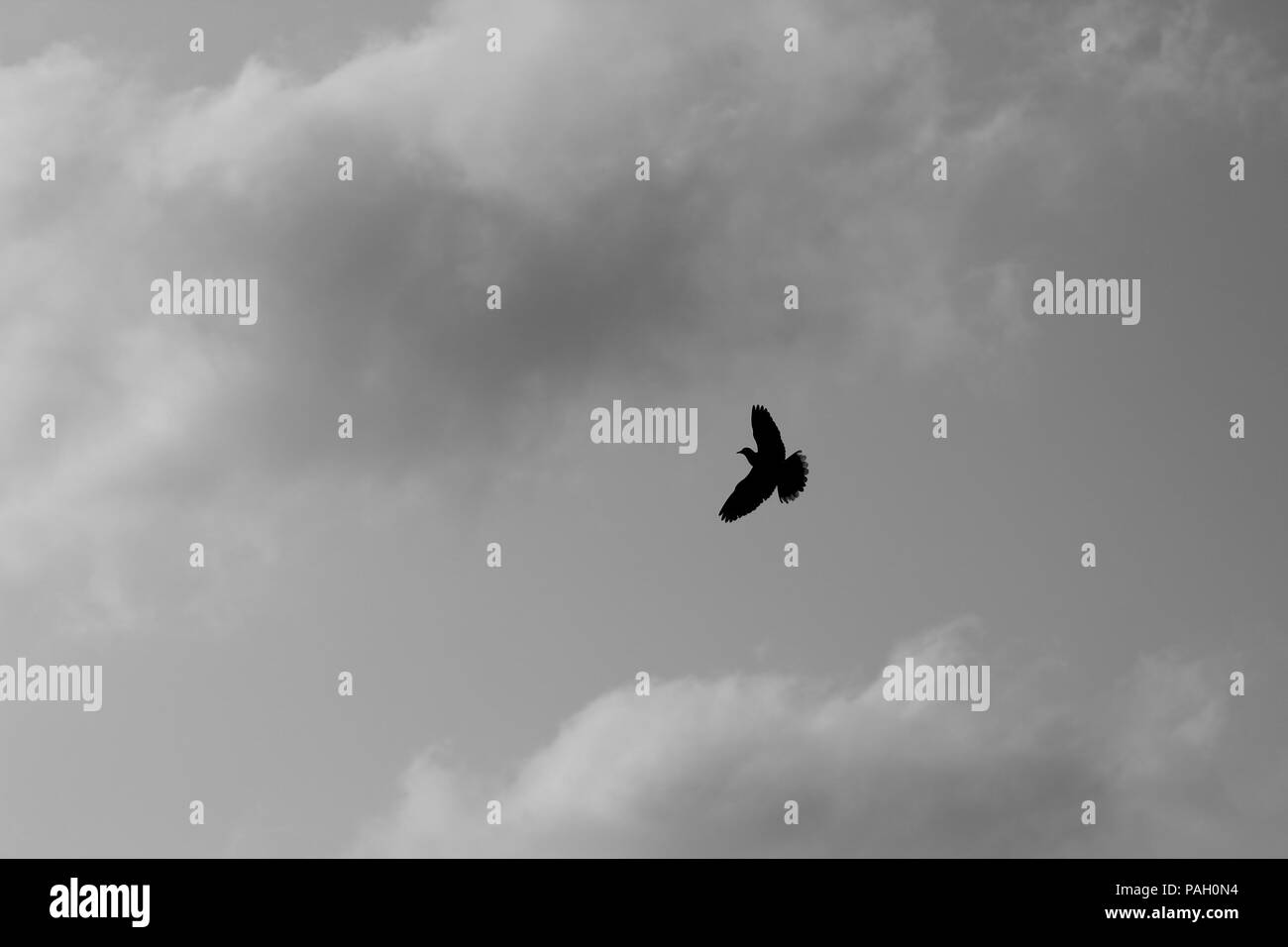 Taube (Zenaida macroura) im Flug Stockfoto