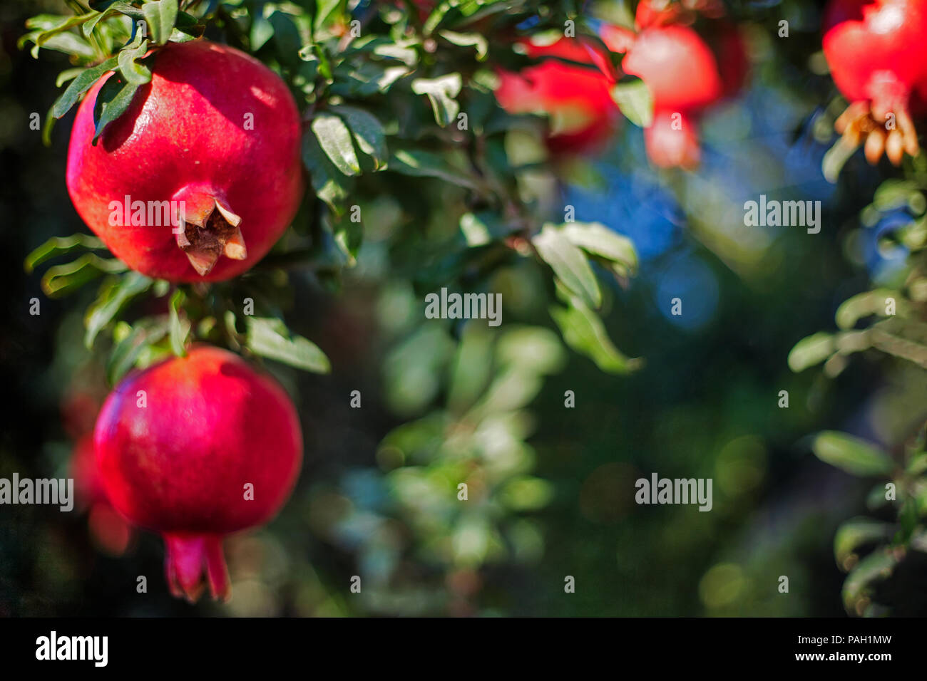 Pomegranate Tree In Orchard Stockfotos und bilder Kaufen Alamy