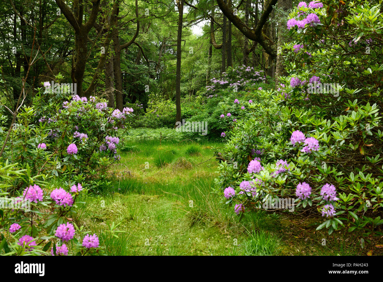 Wald Jagd Gründen der Benmore Immobilien bei Klopfen mit invasiver Rhododendron ponticum auf Mull Inneren Hebriden Schottland Großbritannien Stockfoto