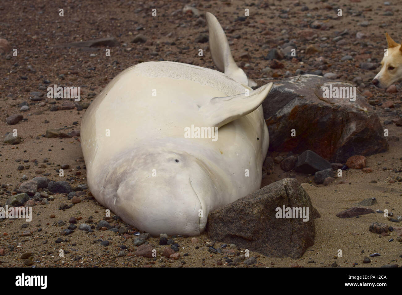 Ein toter Beluga whale am Ufer des St.-Lorenz-Strom in der Nähe von Les Escoumins, Quebec, Kanada Stockfoto