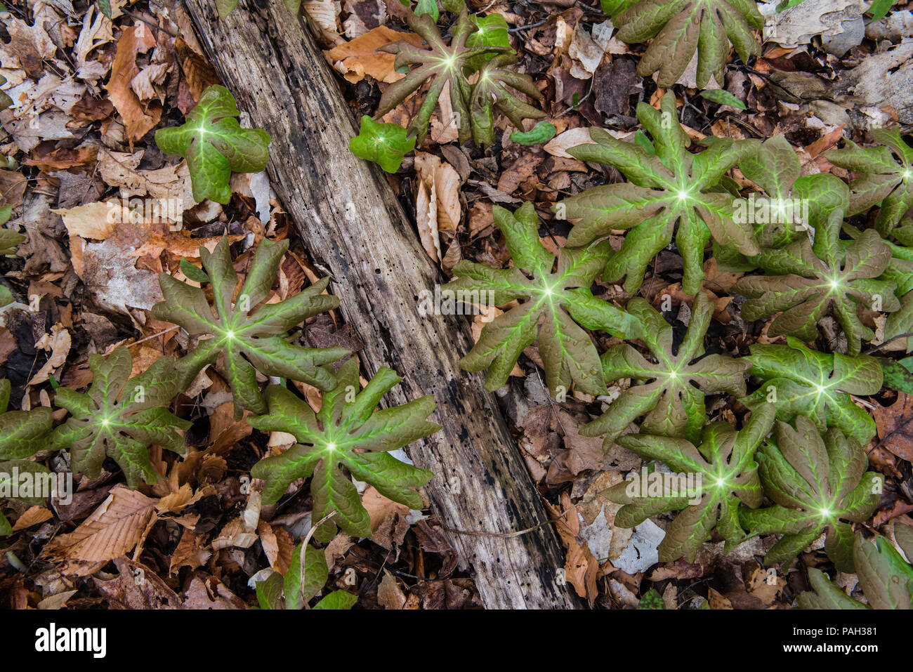 Mayapple, Mandrake (Podophyllum peltatum), Blätter, Wald, Frühling, E USA, von Bruce Montagne/Dembinsky Foto Assoc Stockfoto