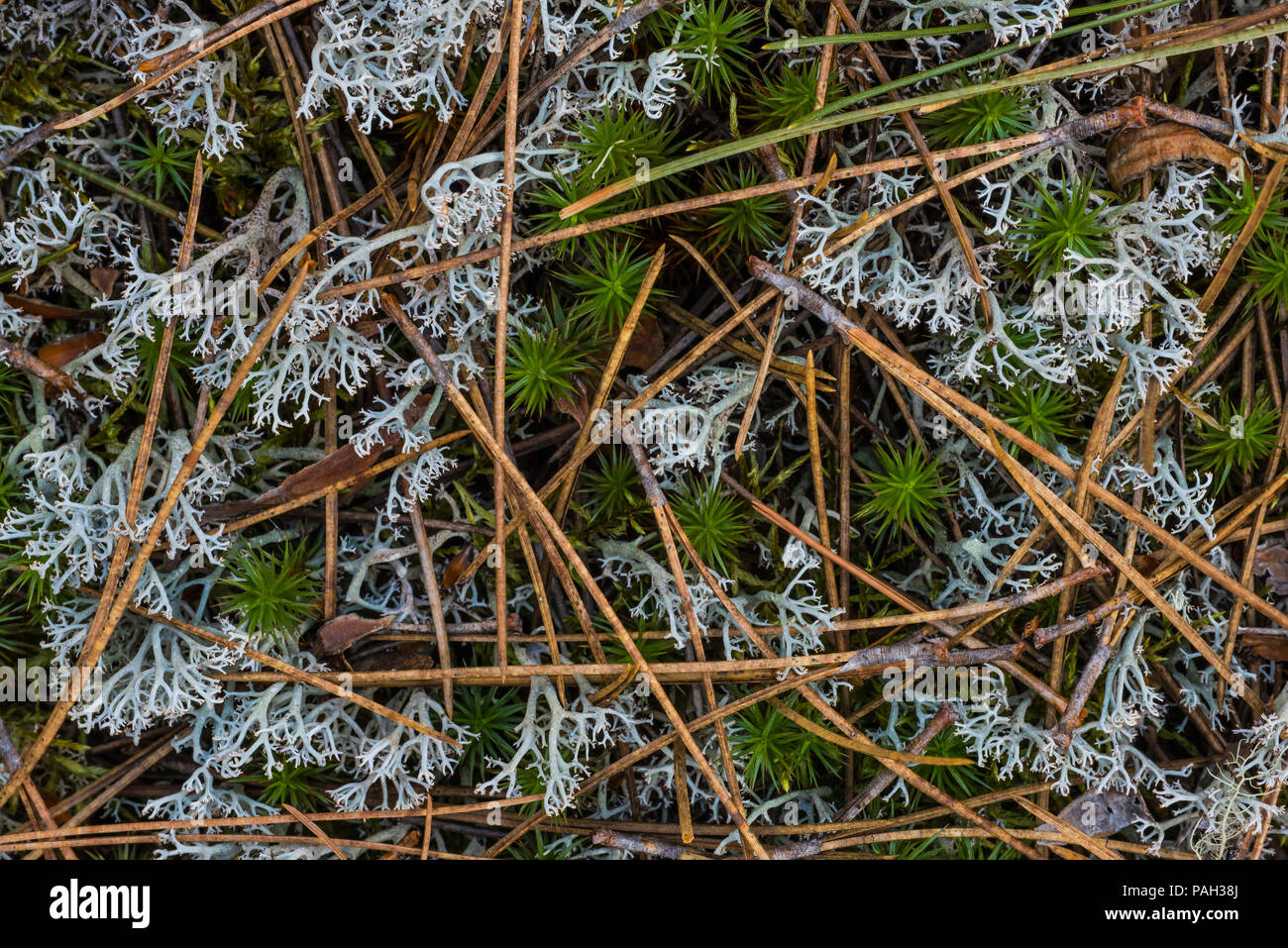 Rentier Flechten (Cladonia rangiferina) & Haircap Moss (Polytrichum), Red Pine (Pinus resinosa), Neys Provincial Park, Ontario, Kanada, von Bruce Stockfoto