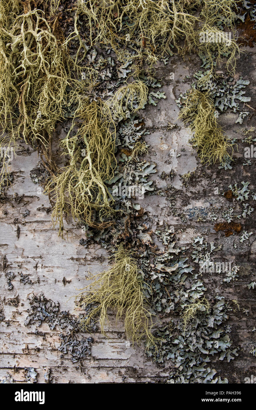 Der alte Mann tragen Flechten (Usnea), eine Art von fruticose Flechten, wachsen auf Papier Birke (Betula Papyrifera) Neys Provincial Park, Ontario, Kanada, von Bruce Stockfoto