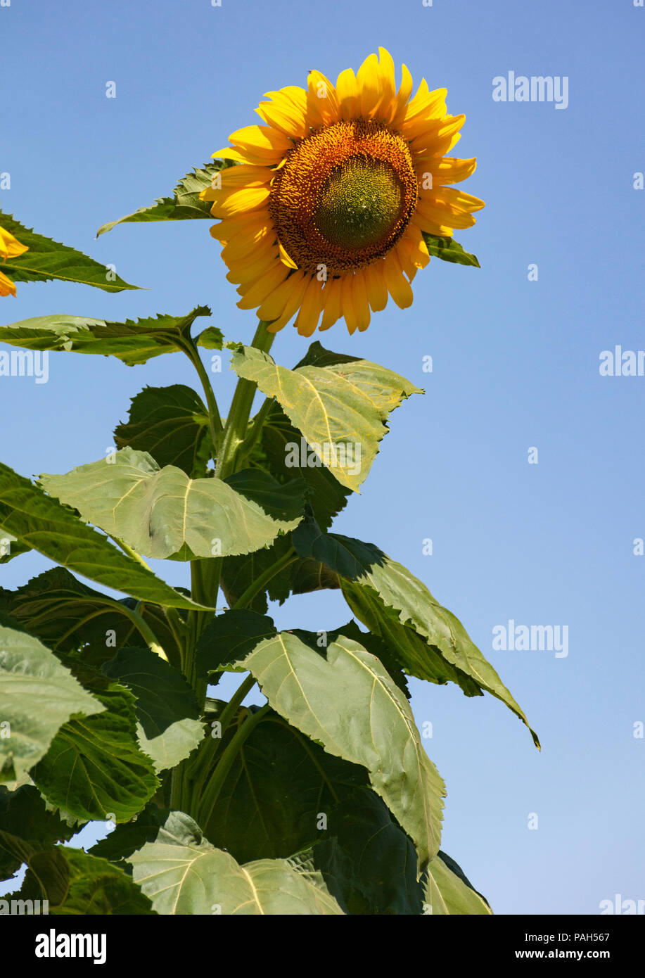 Eine gigantische Sonnenblume hoch über der Fotograf mit einem klaren blauen Himmel Hintergrund Stockfoto