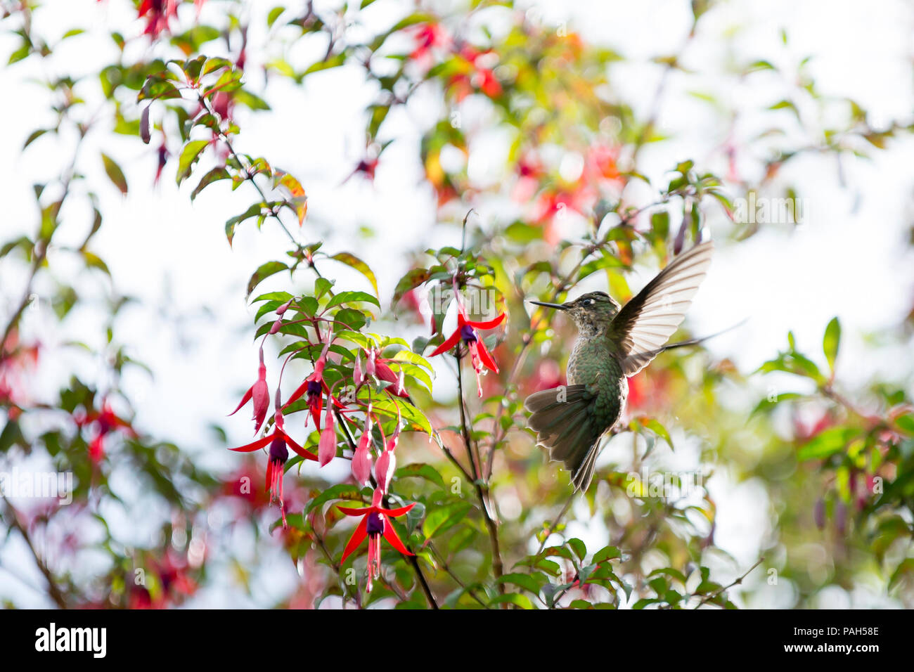 Kolibris, Caleta Tortel, Chile, Südamerika Stockfoto