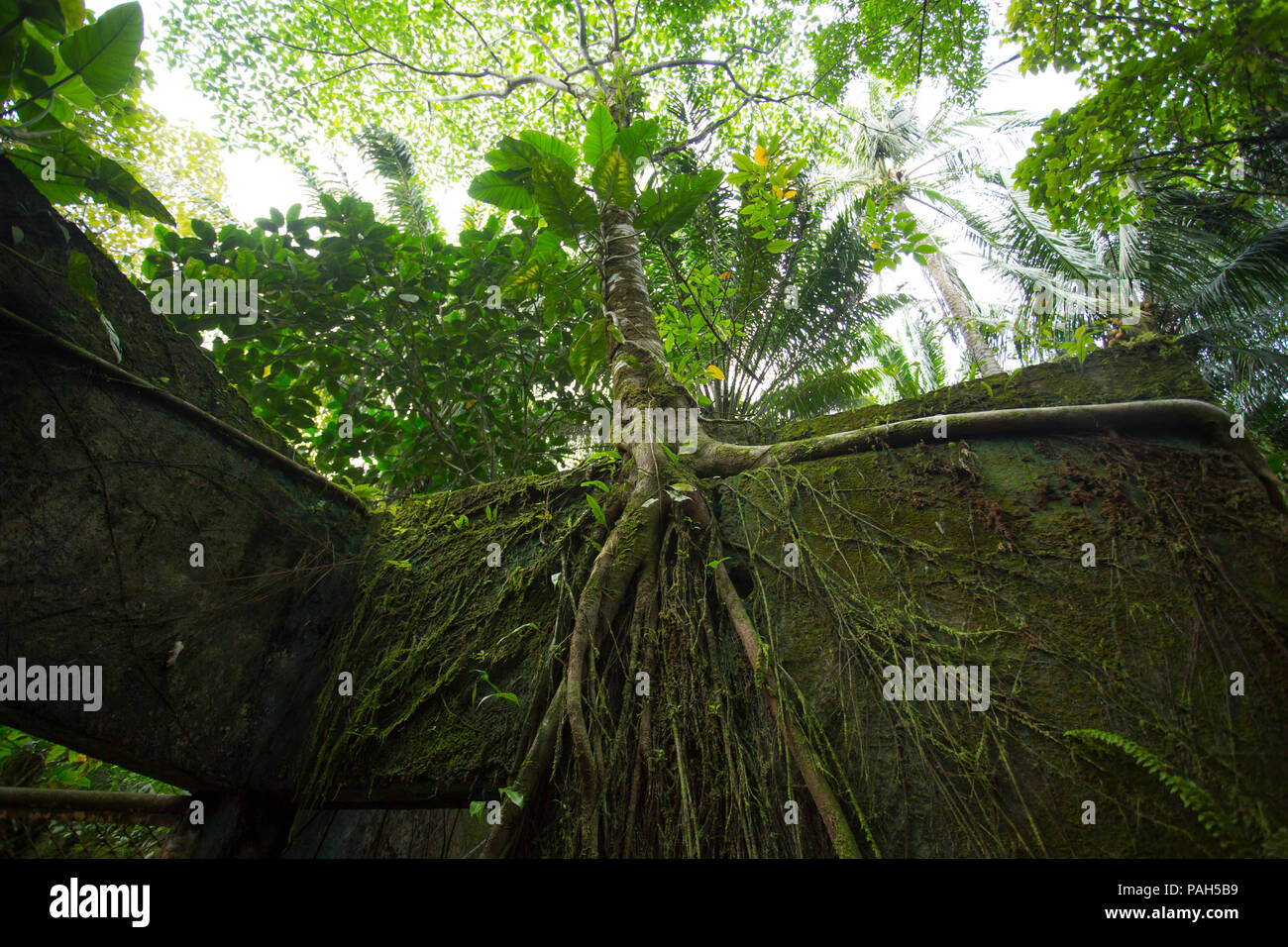 Bäume wachsen über das Gefängnis auf der Insel Gorgona, Kolumbien Stockfoto