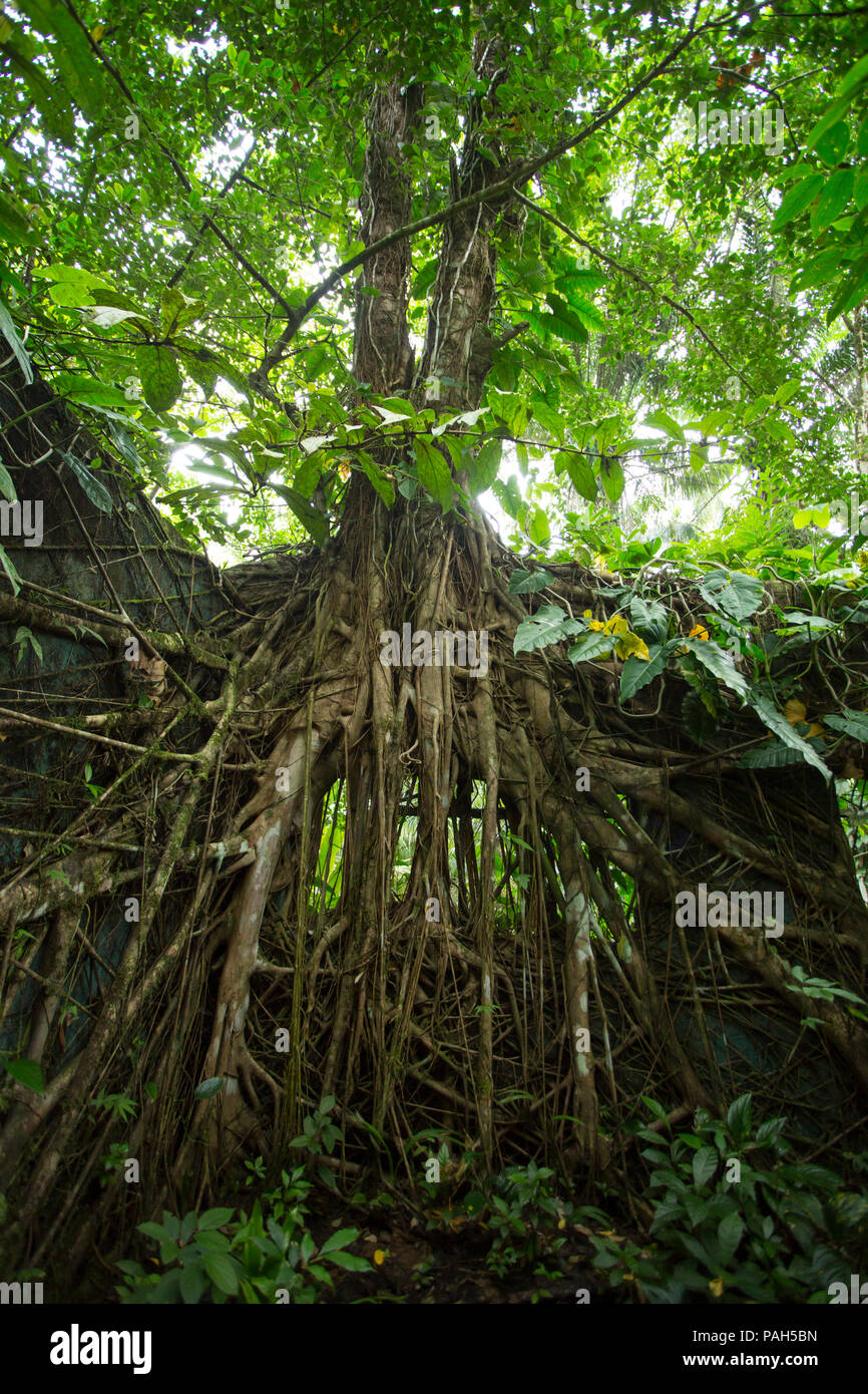 Bäume wachsen über ein altes Gefängnis auf der Insel Gorgona, Kolumbien Stockfoto