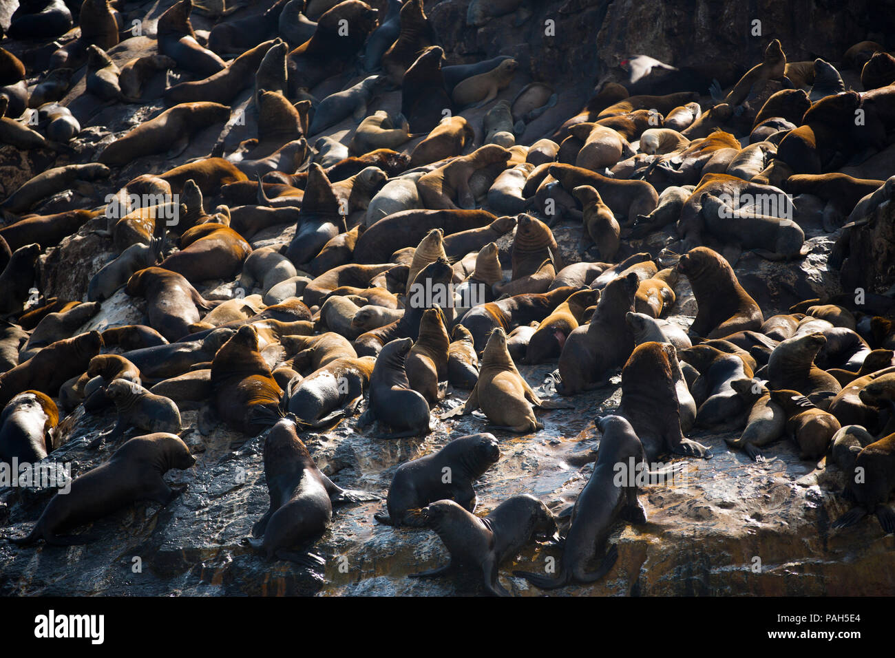 Dichtungen, Guañape Inseln, Peru, Dichtungen Stockfoto