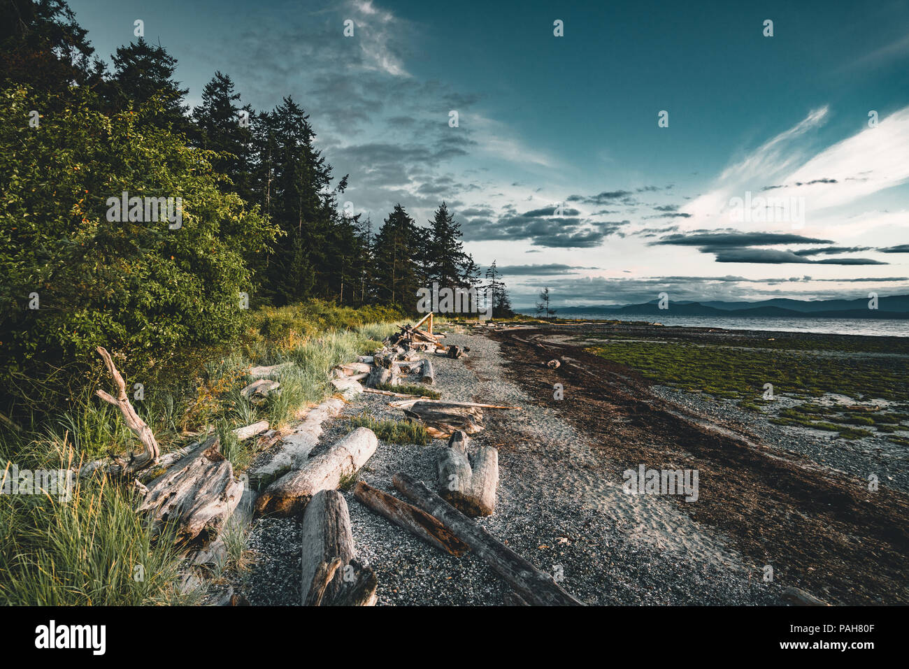 Treibholz und Protokolle auf einem Sandstrand auf Vancouver Island mit Wald und blauer Himmel im Hintergrund. Stockfoto