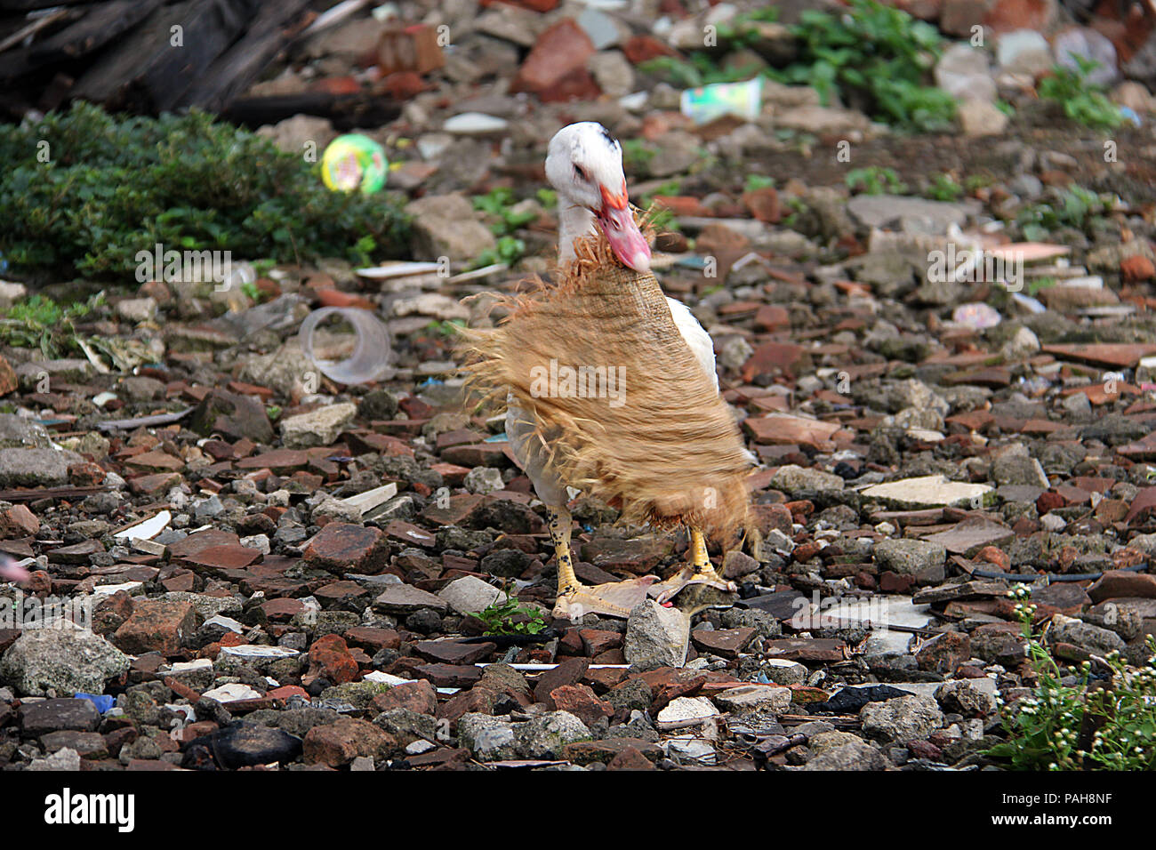 Kunststoffabfälle Ente gegessen. Kunststoff Verschmutzung Krise. Stockfoto