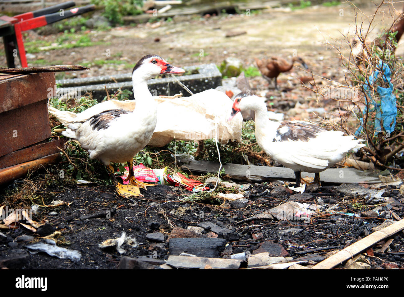 Kunststoffabfälle Ente gegessen. Kunststoff Verschmutzung Krise. Stockfoto