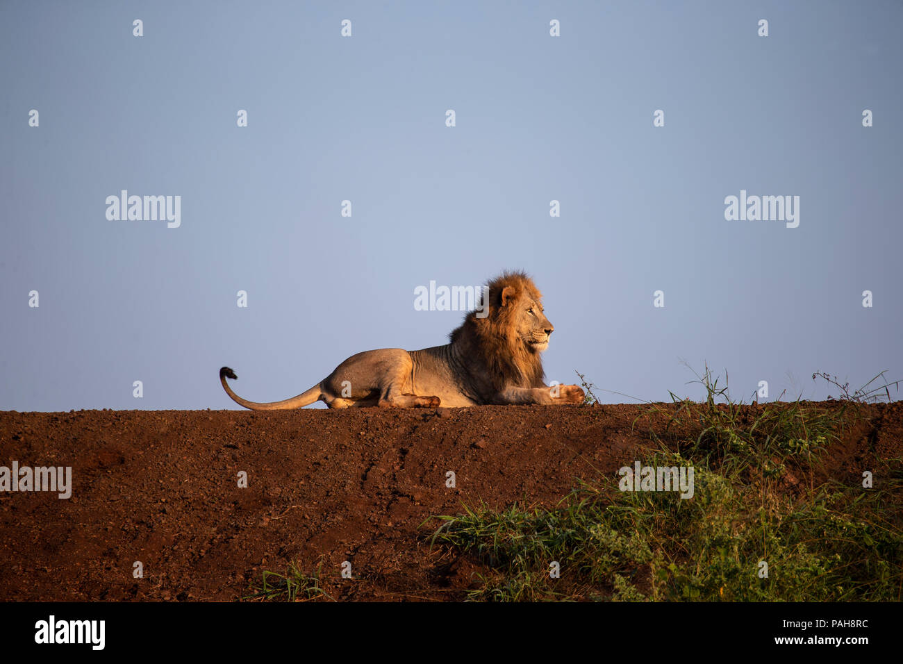 Männliche South African Lion Panthera leo liegen auf der Bank eines Staudamms im Morgenlicht Stockfoto
