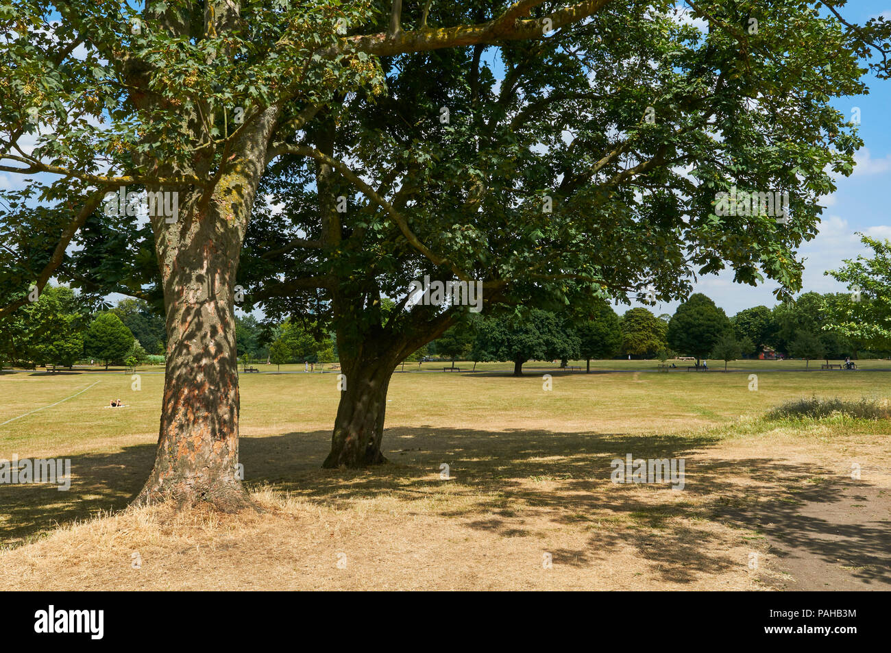 Bäume in Clissold Park, Stoke Newington, London UK, während der heißen trockenen Bedingungen vom Juli 2018 Stockfoto