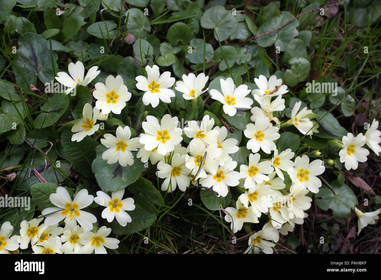 Primula, Arten von blühenden Pflanze in der Familie Primulaceae Stockfoto