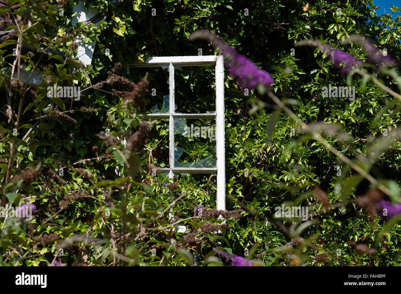 Eine überwachsene verfallenes Gebäude mit einem gebrochenen Fenster ohne die meisten seiner Glas. Stockfoto