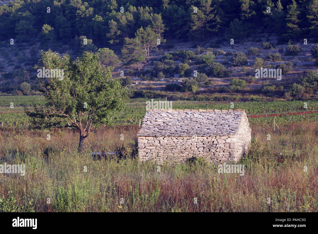Alte Landhaus aus Stein in der Nähe von Smokvica Village, Insel Korcula, Kroatien Stockfoto
